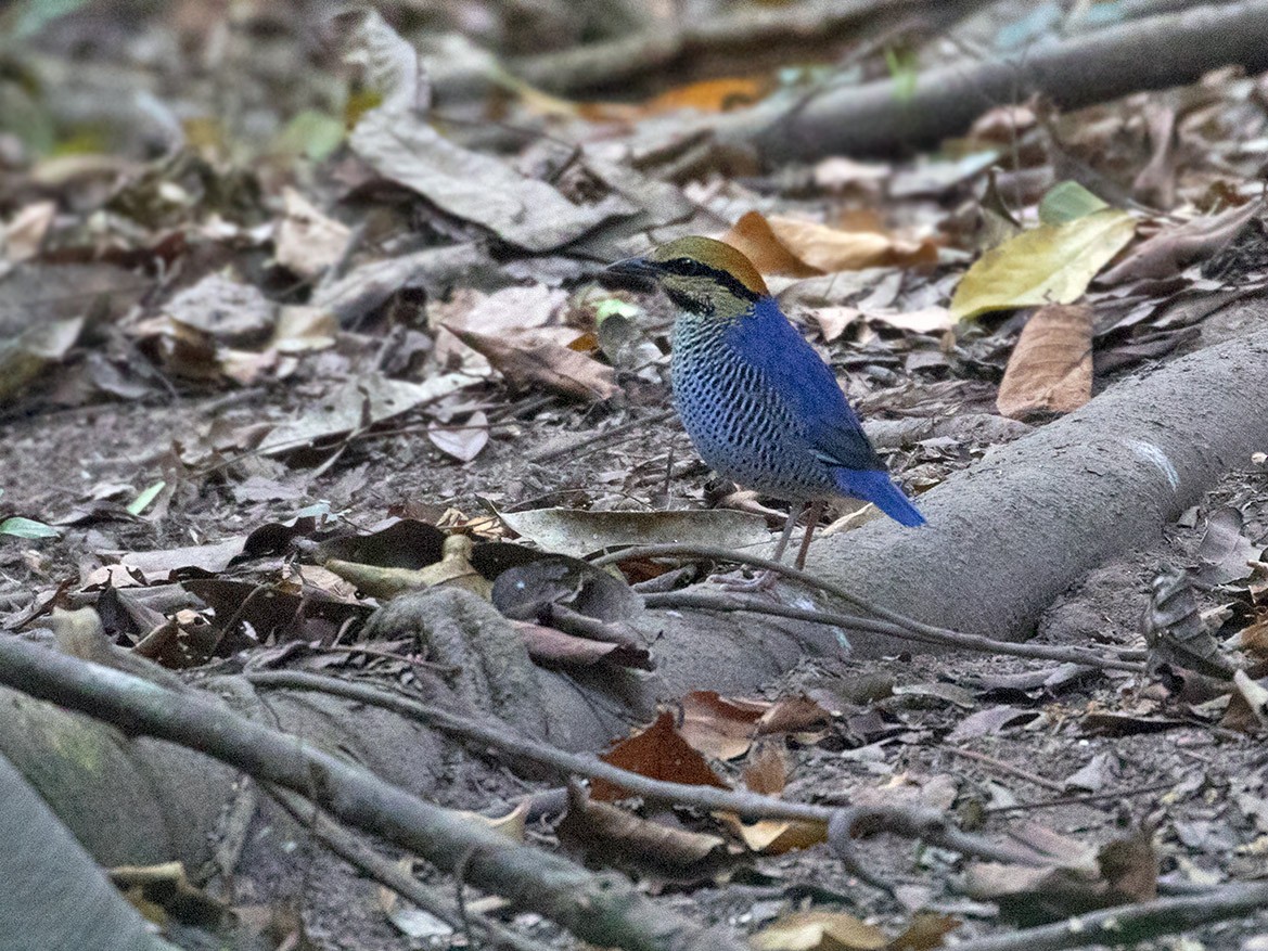 Blue Pitta - eBird