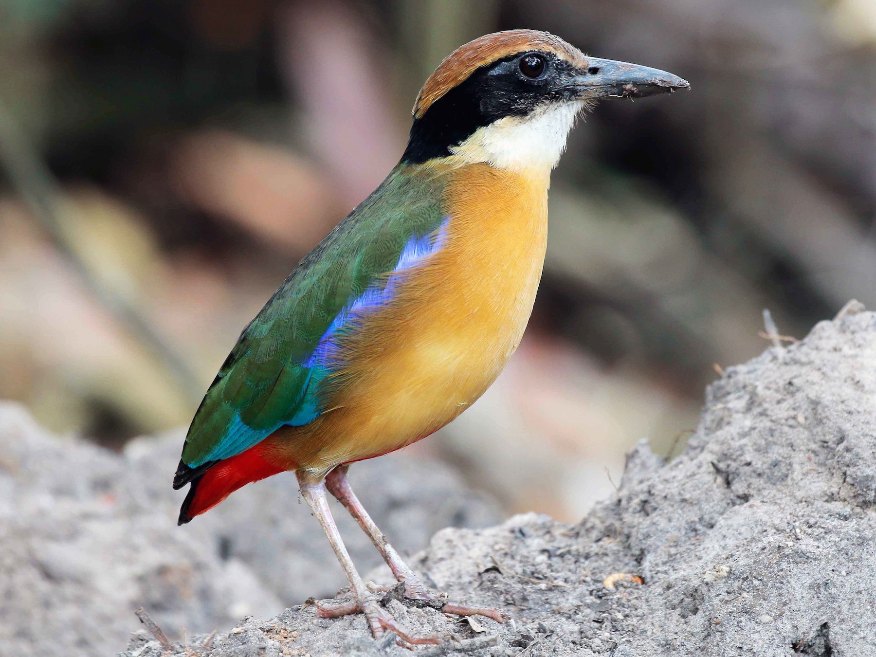 Mangrove Pitta Birds | Odisha’s Bhitarkanika and West Bengal’s Sundarbans | UPSC