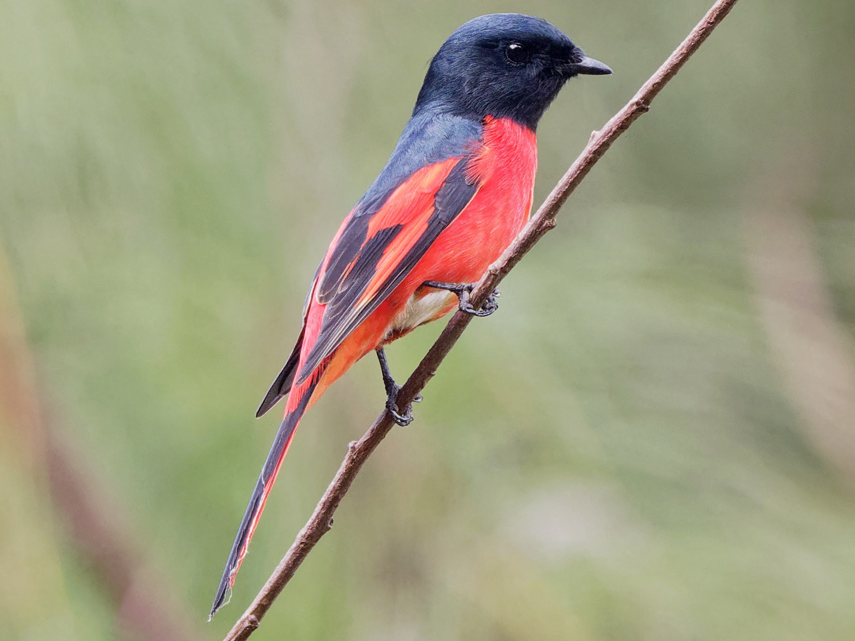 Long-tailed Minivet - Vincent Wang