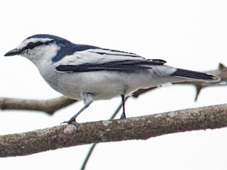 マダラナキサンショウクイ - eBird