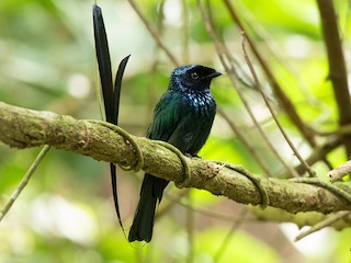  - Lesser Racket-tailed Drongo