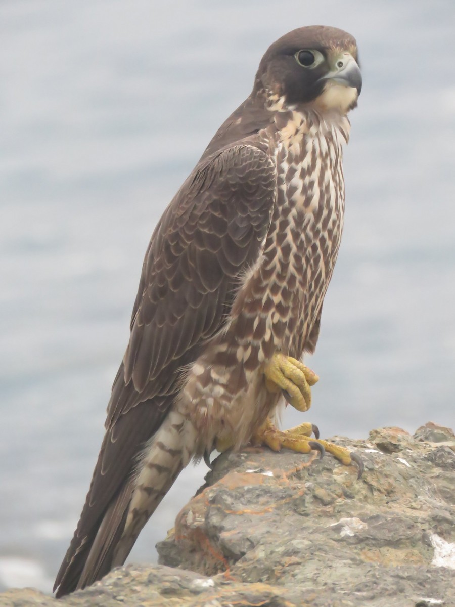 Peregrine Falcon - Naresh Satyan