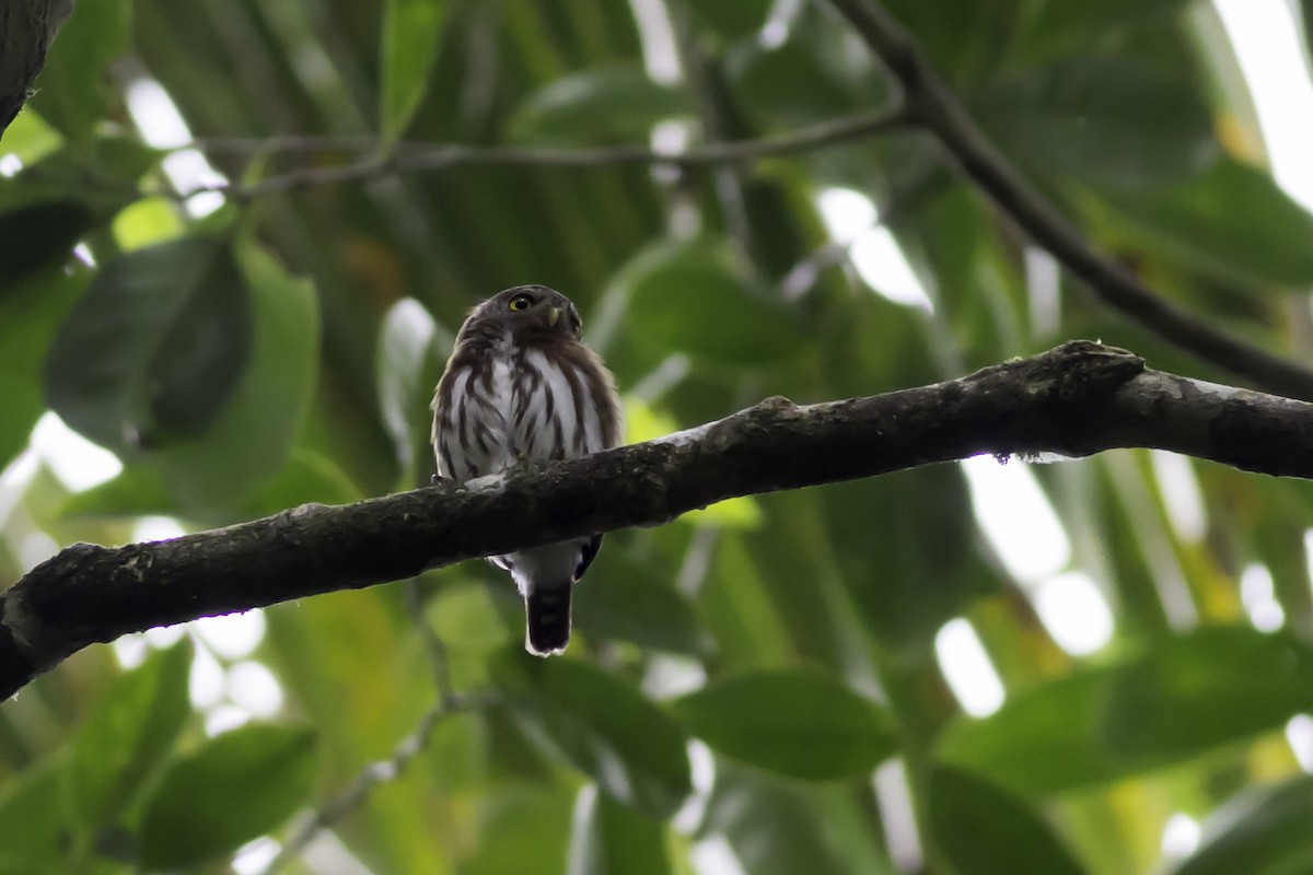 Central American Pygmy-Owl - ML186472271