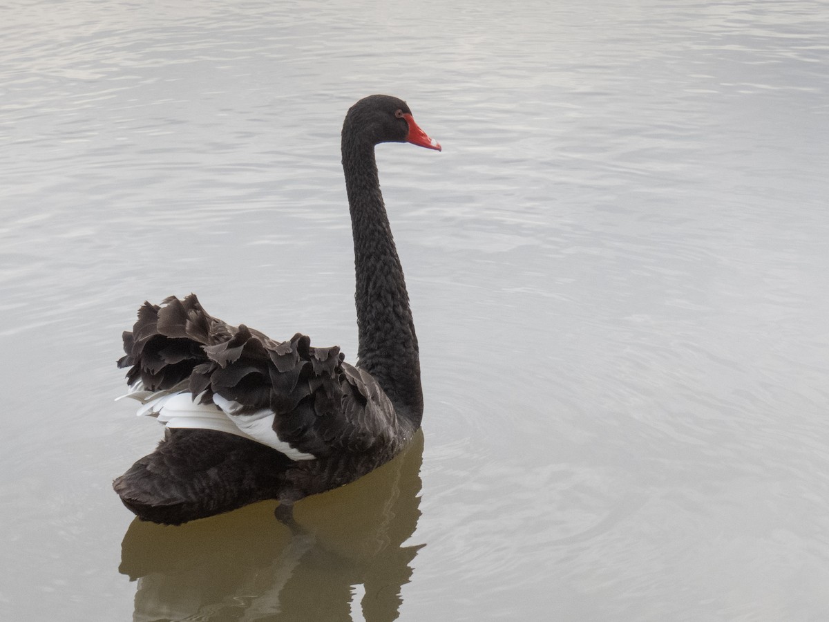 Black Swan - ML186473091