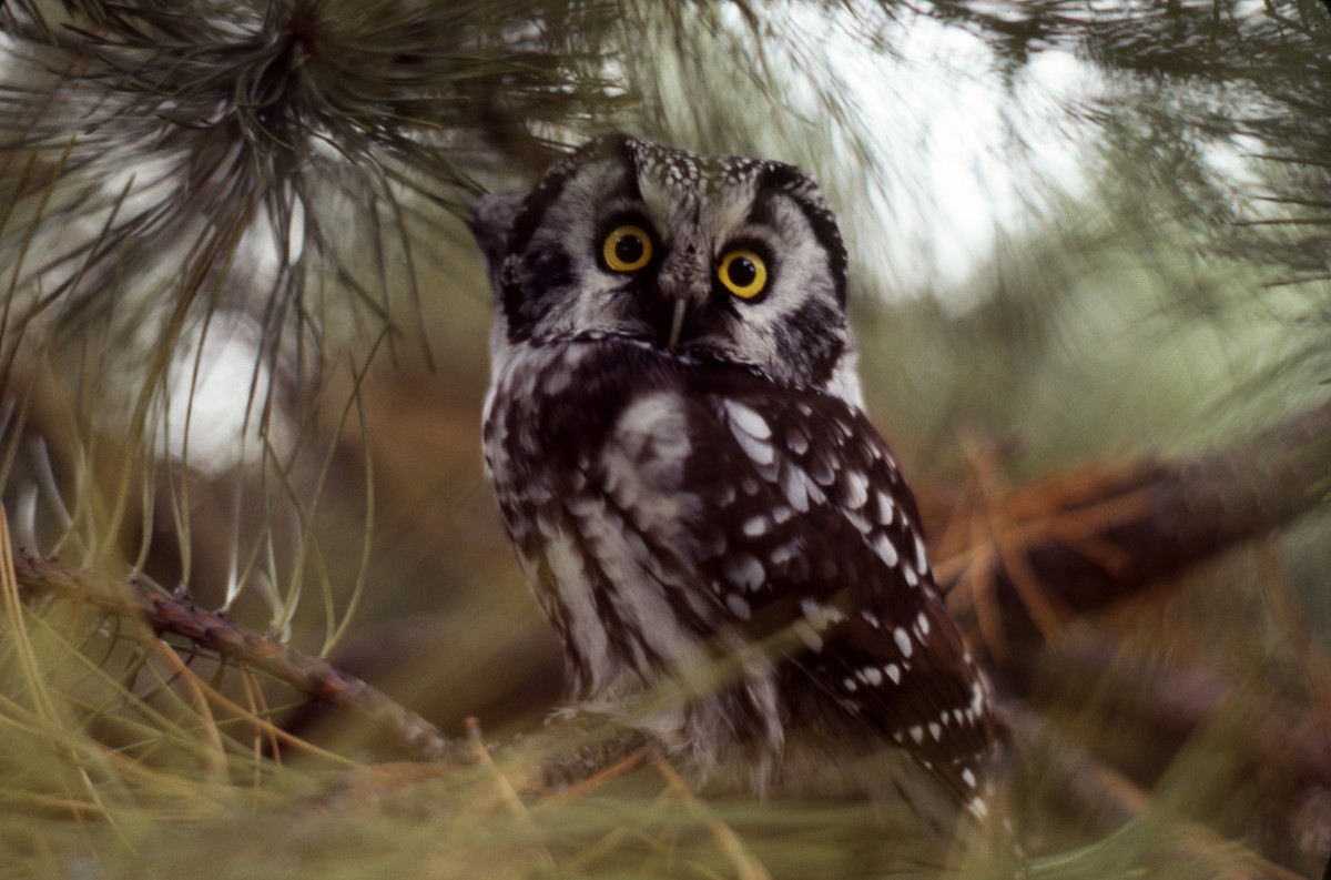 Boreal Owl - Frederick Atwood