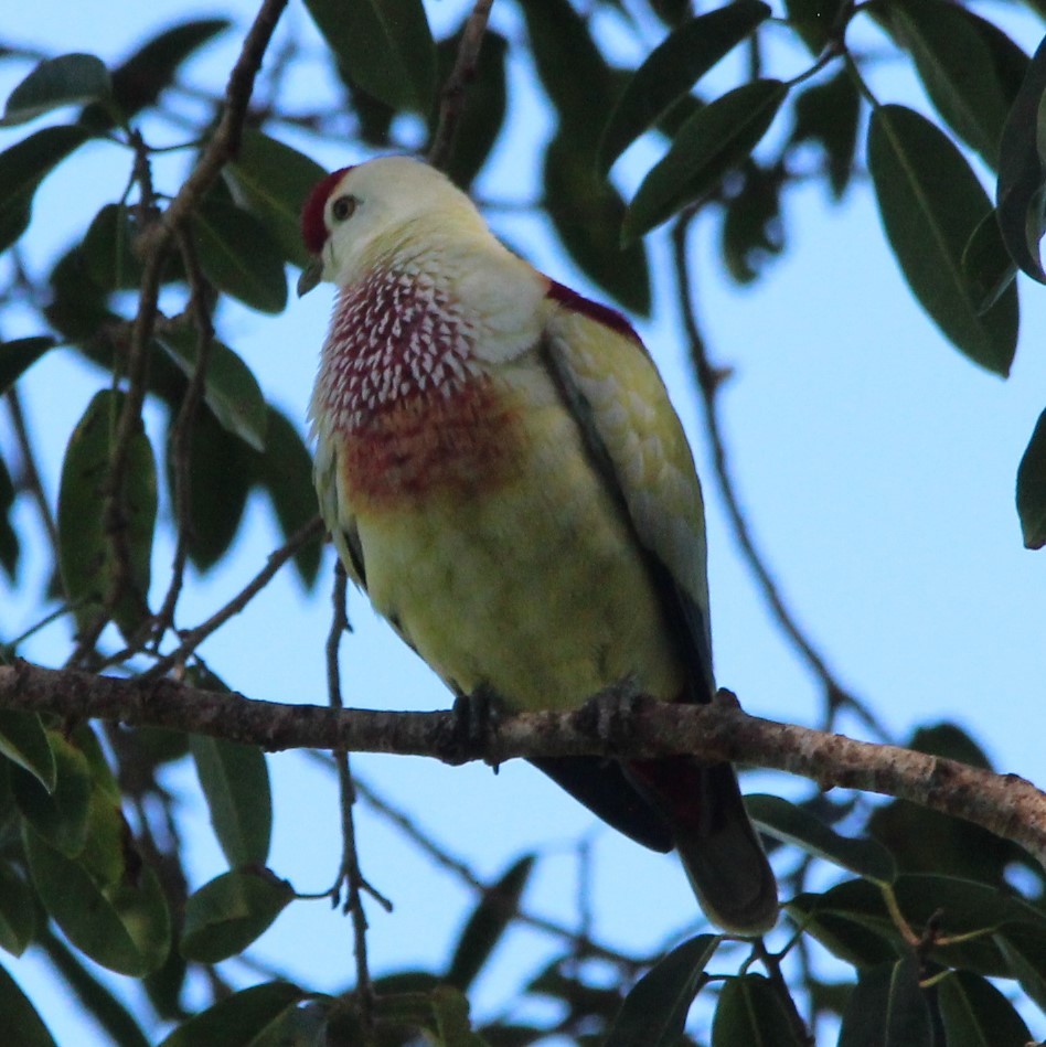 Many-colored Fruit-Dove - ML186474741