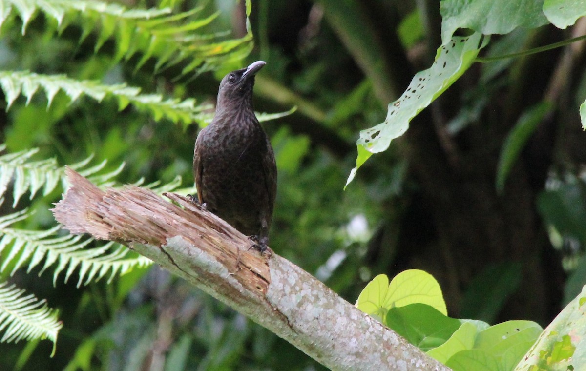 Samoan Starling - Magen Pettit