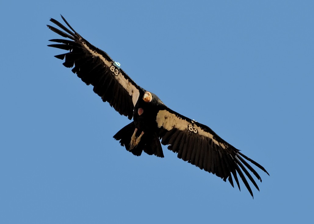 California Condor - ML186476101