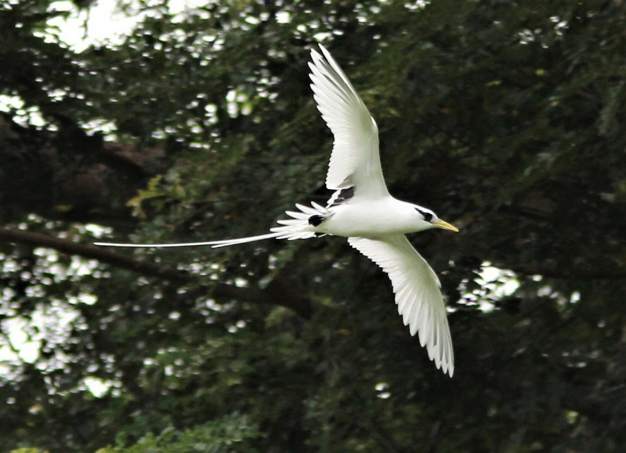 White-tailed Tropicbird - ML186476901