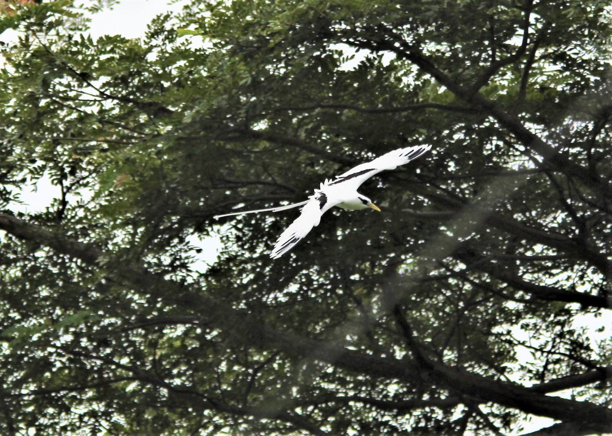 White-tailed Tropicbird - ML186476931