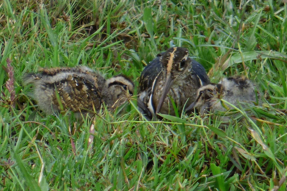 Greater Painted-Snipe - ML186477211