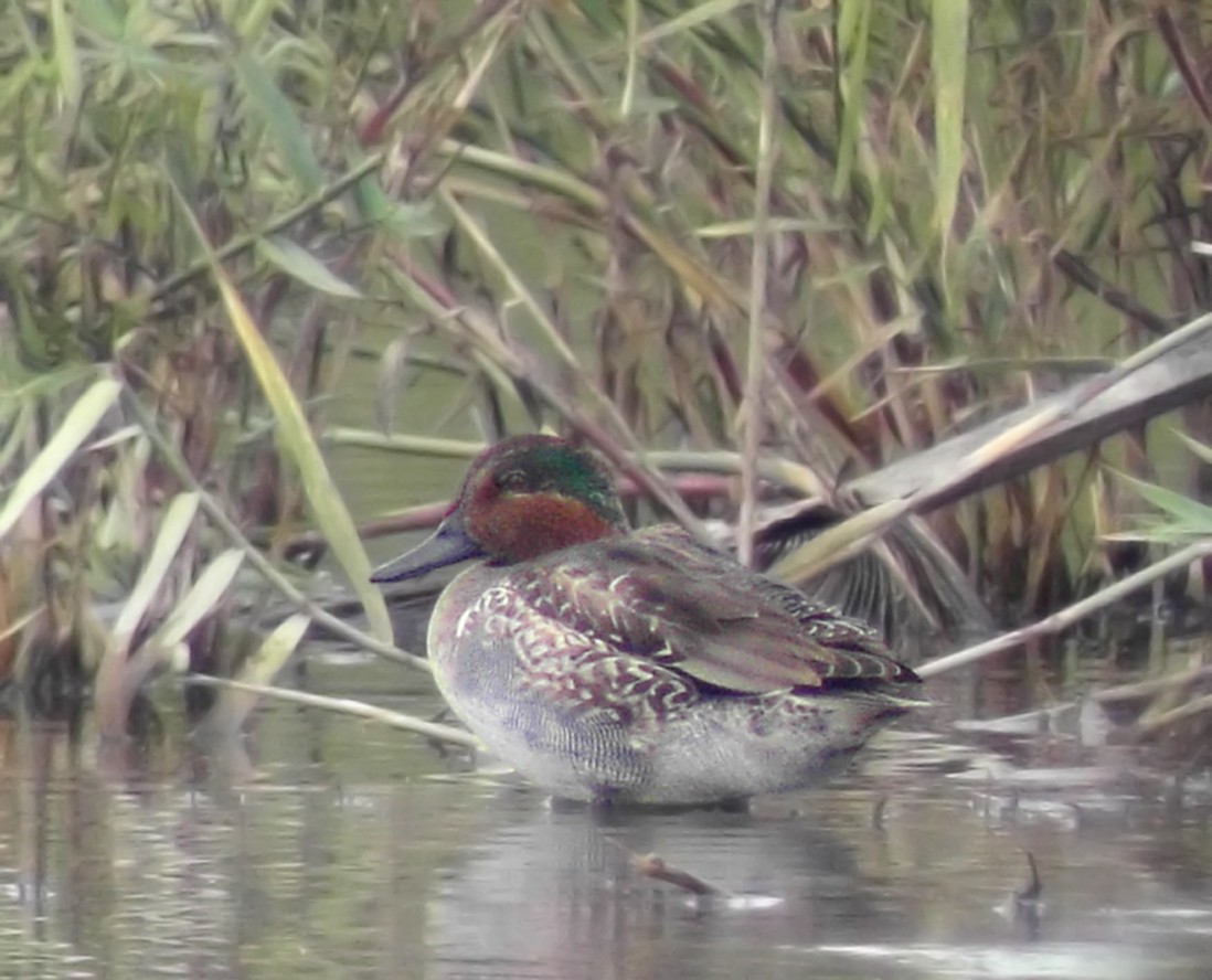 Green-winged Teal - ML186477491