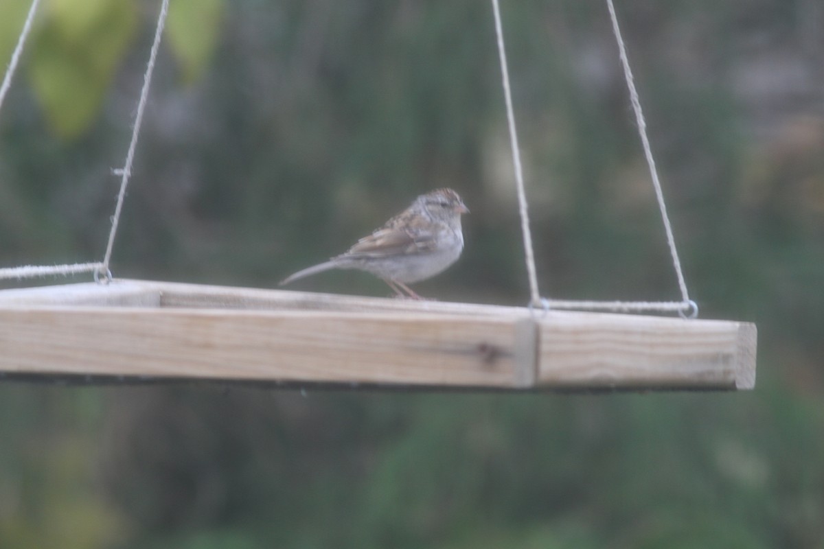 Chipping Sparrow - ML186480111