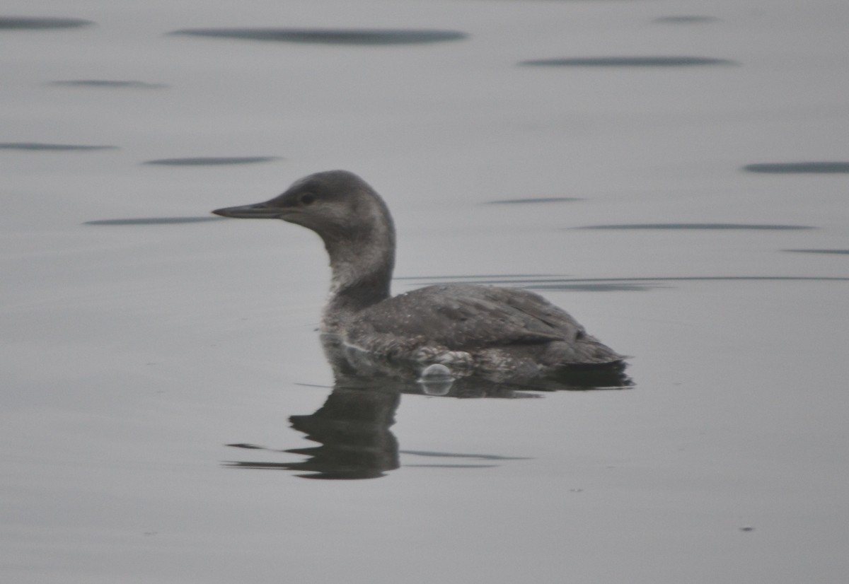 Red-throated Loon - Elio Giacone