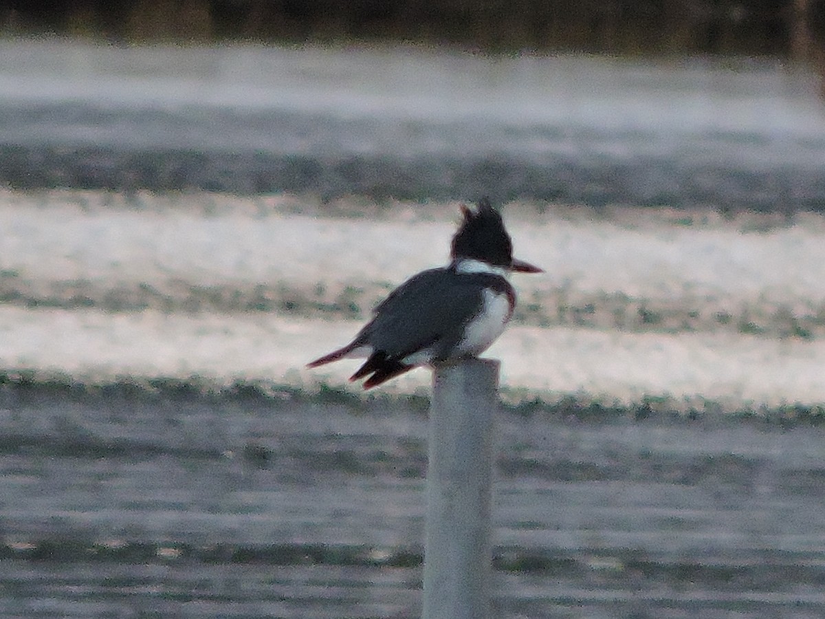 Belted Kingfisher - ML186484711
