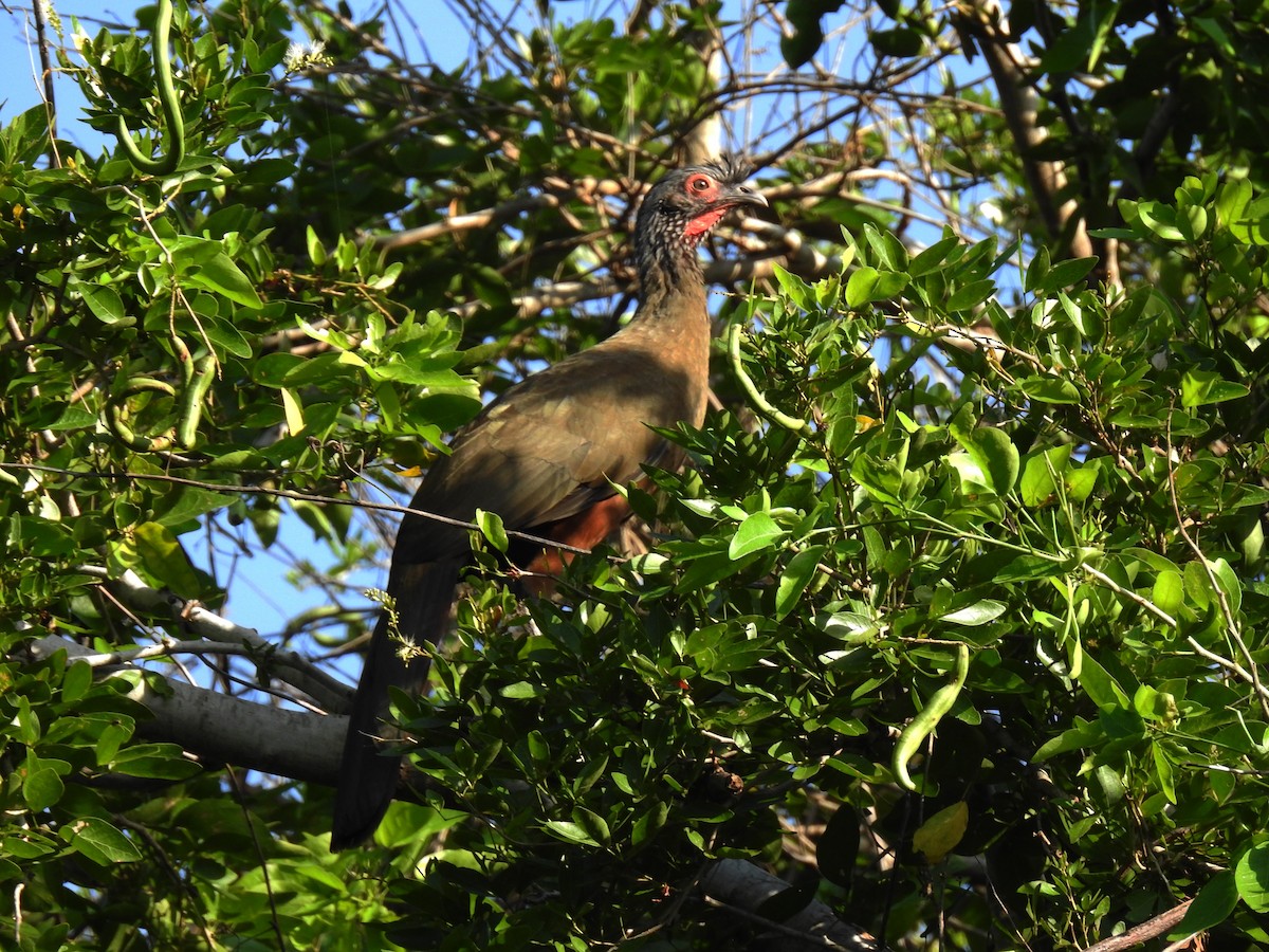 Chachalaca Ventricastaña - ML186487271