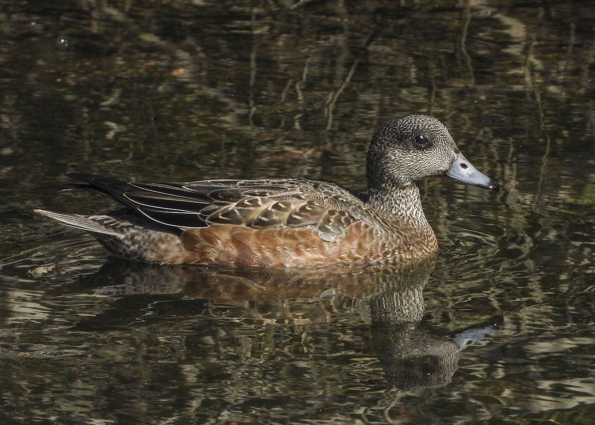 American Wigeon - Jeanette Stone