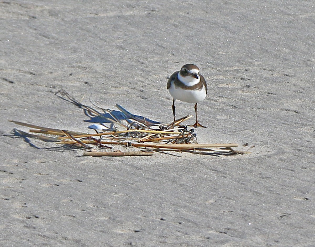 Semipalmated Plover - ML186489141
