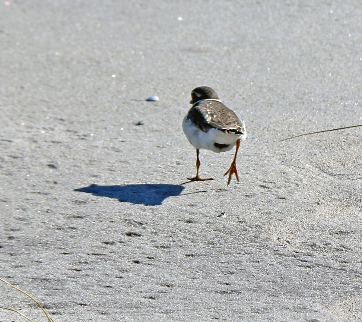 Semipalmated Plover - ML186489151