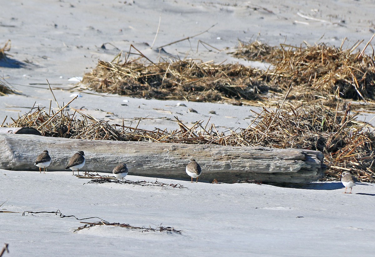 Semipalmated Plover - ML186489181
