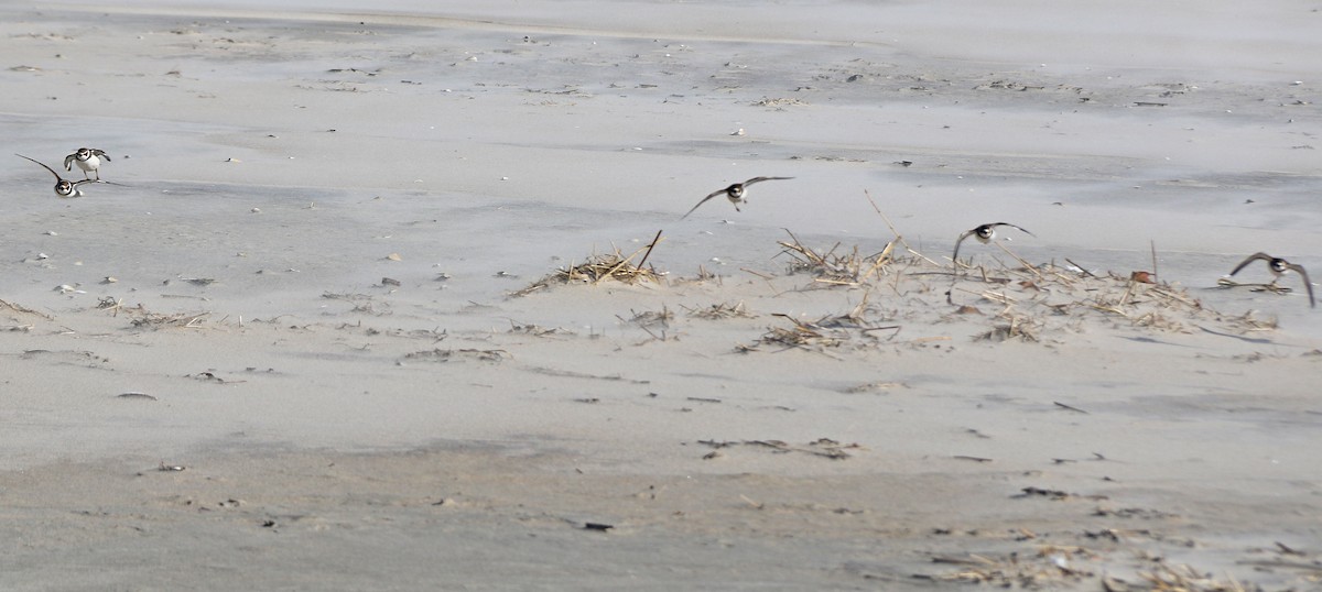 Semipalmated Plover - ML186489241