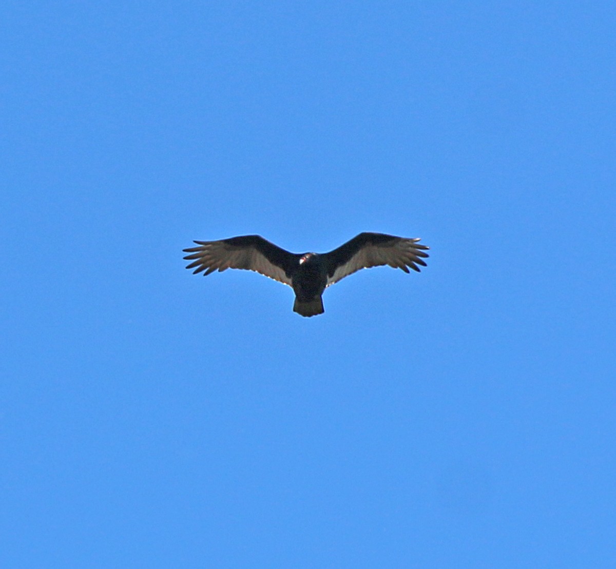 Turkey Vulture - ML186489371