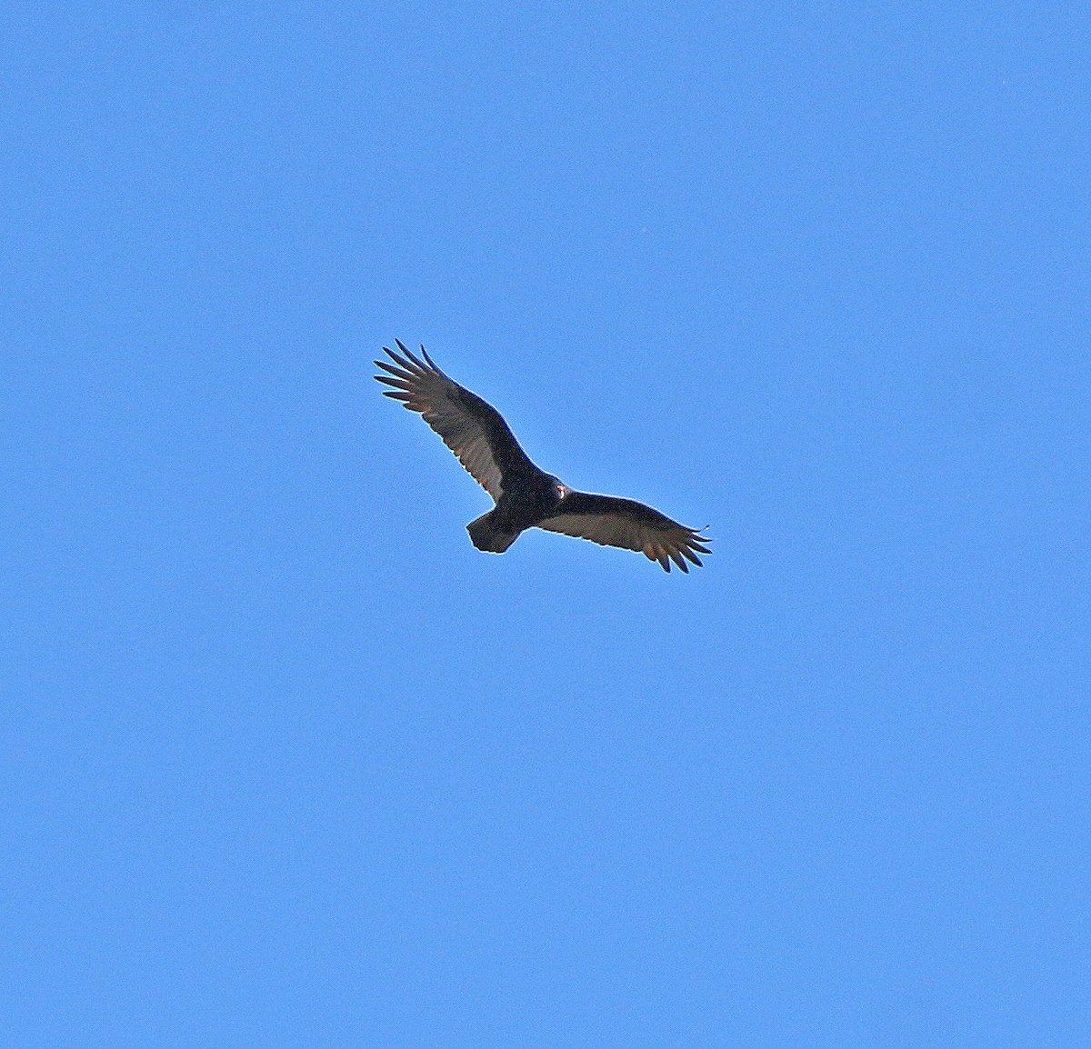 Turkey Vulture - ML186489421