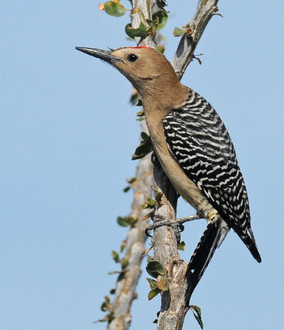 Gila Woodpecker - ML186493071