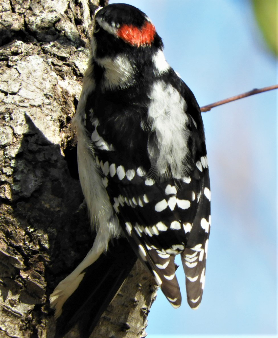 Downy Woodpecker - ML186496741