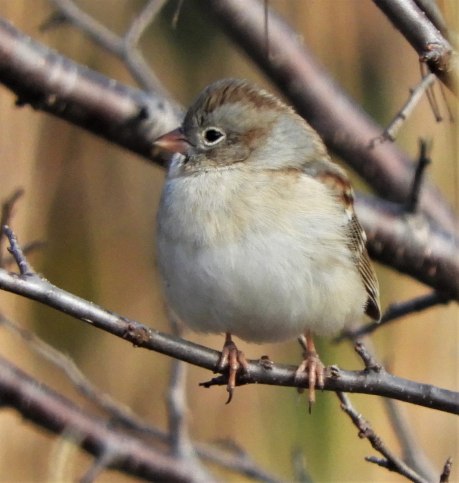 Field Sparrow - ML186497181