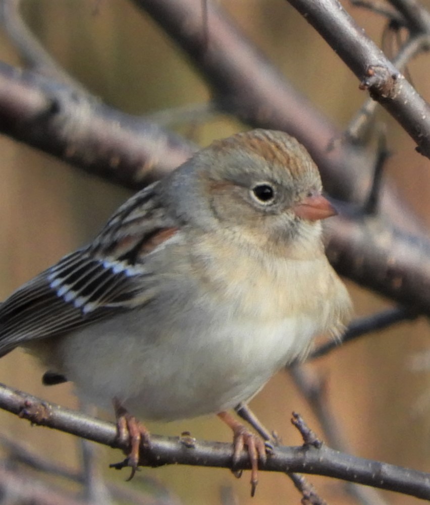 Field Sparrow - ML186497191