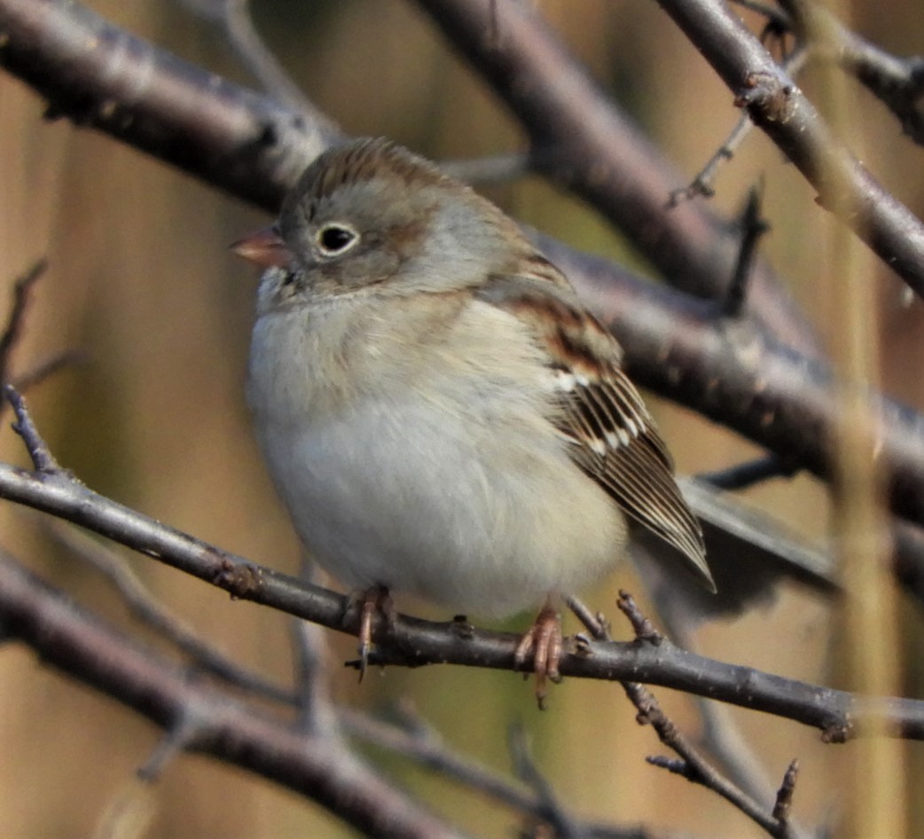 Field Sparrow - ML186497201
