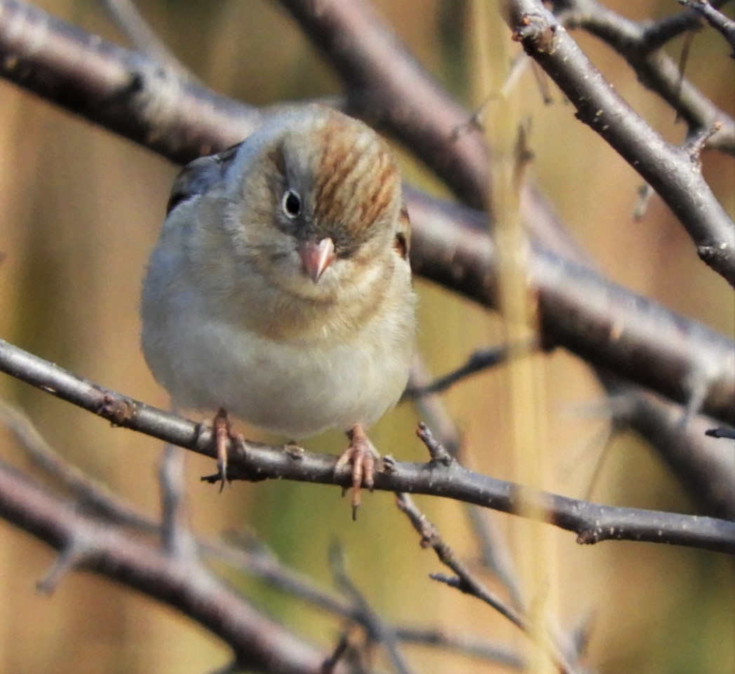 Field Sparrow - ML186497211
