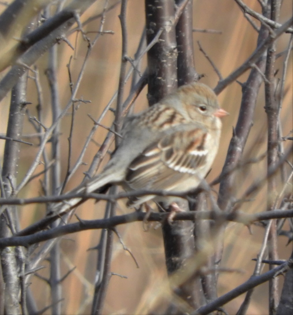 Field Sparrow - ML186497221