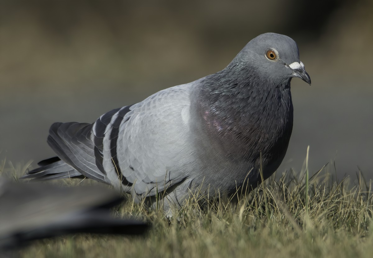 Rock Pigeon (Feral Pigeon) - Tomas Koeck