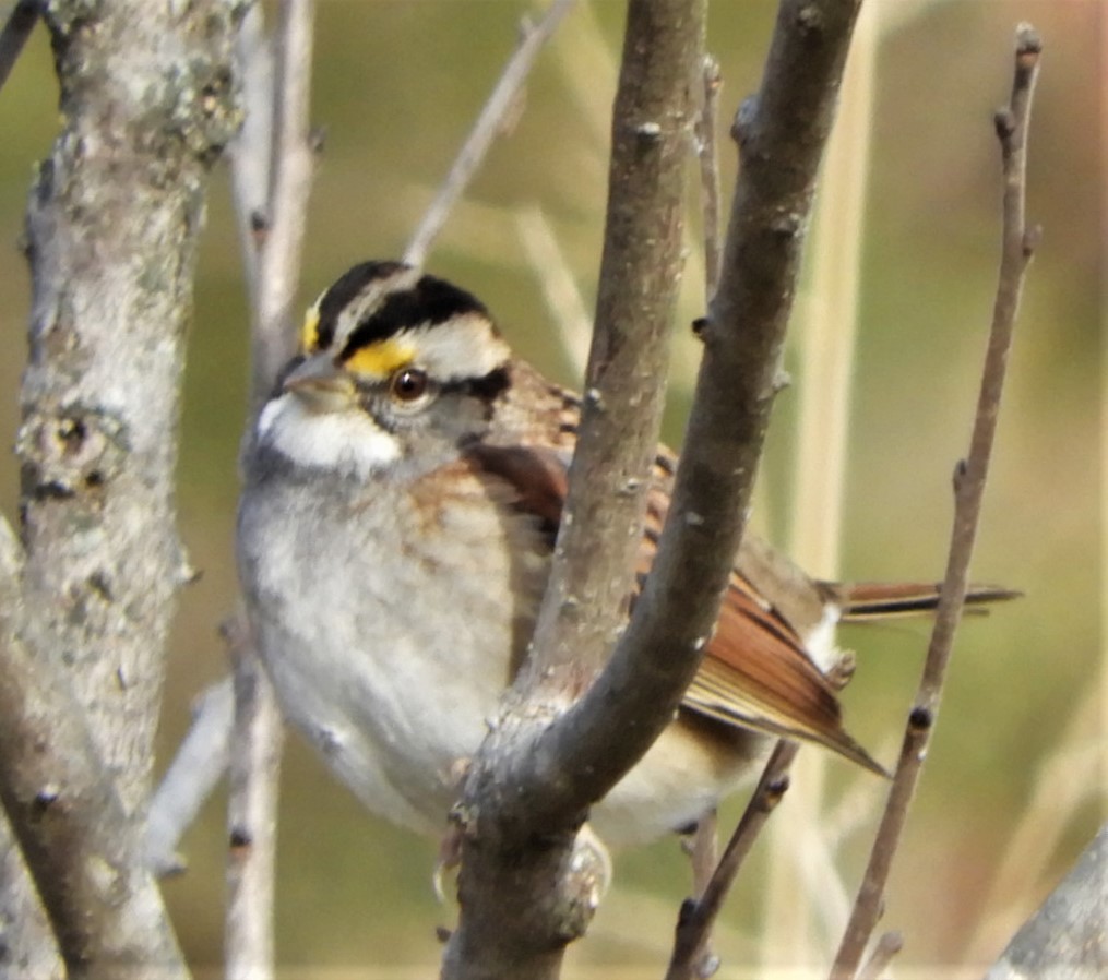 White-throated Sparrow - ML186497611