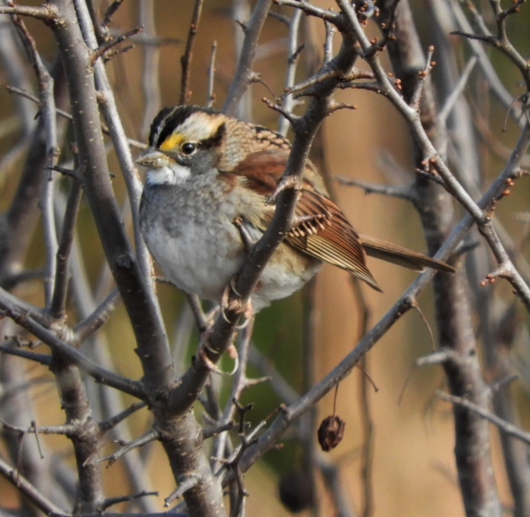White-throated Sparrow - ML186497621