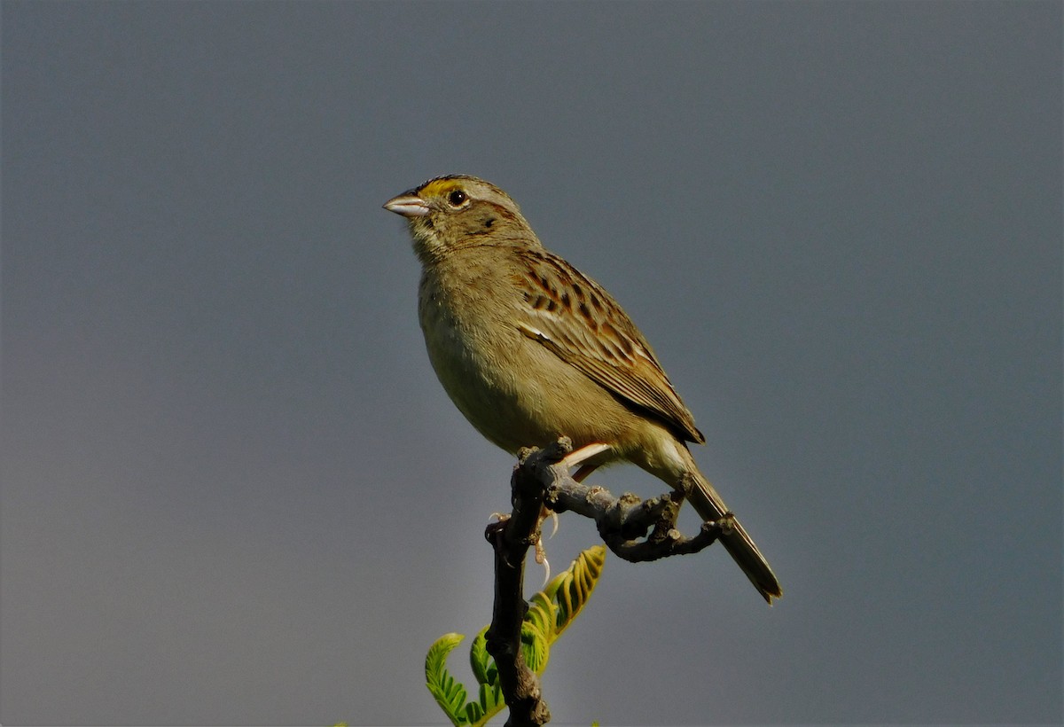 Grassland Sparrow - ML186498031