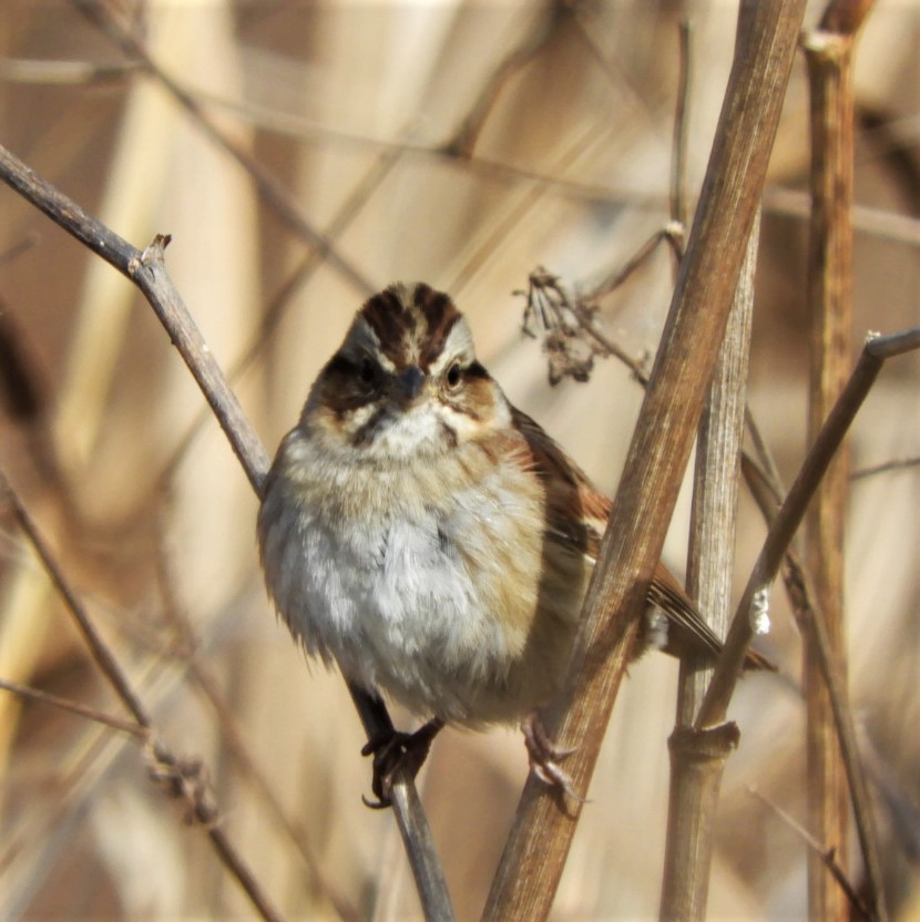 Swamp Sparrow - ML186498171