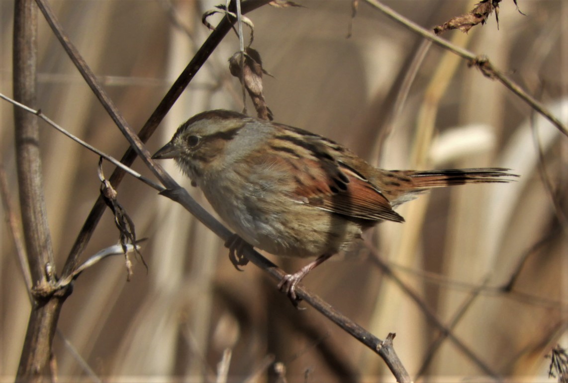 Swamp Sparrow - ML186498181