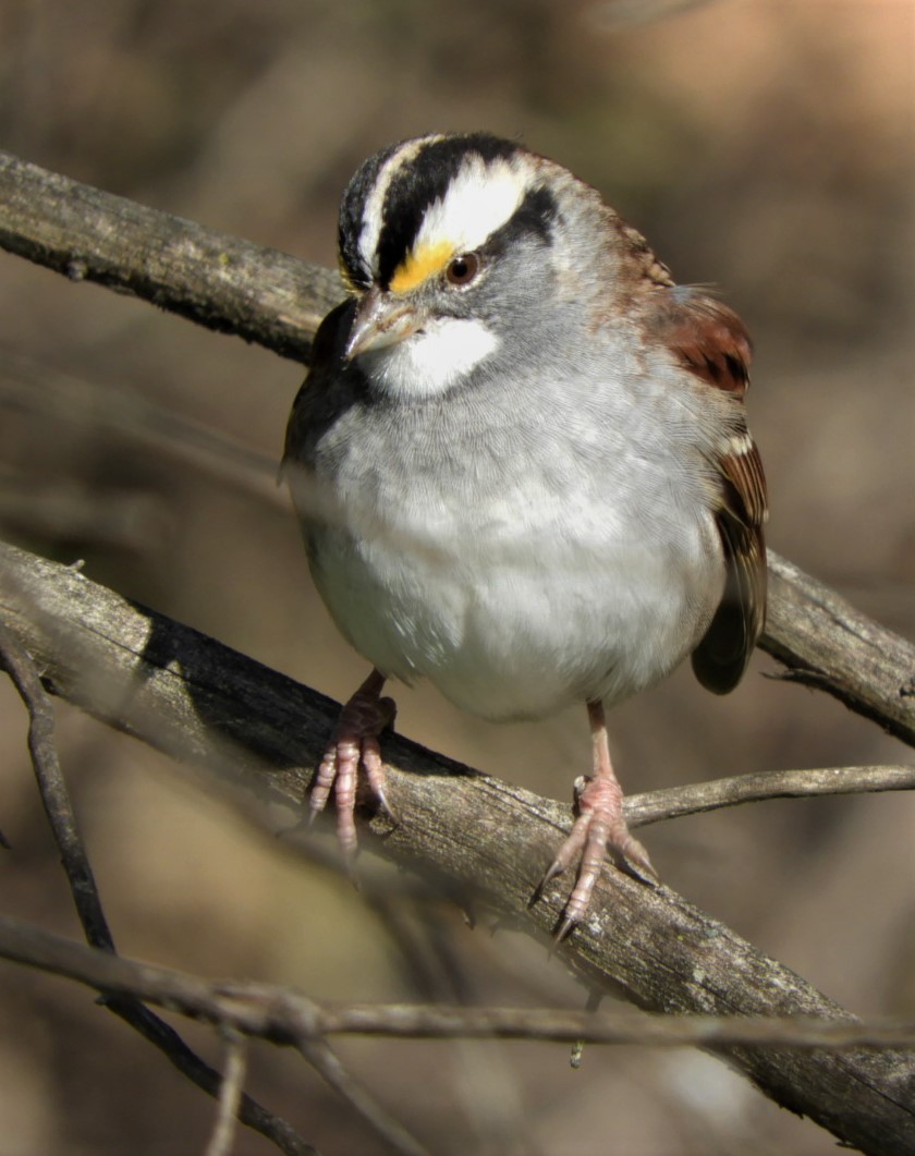 White-throated Sparrow - Paul McKenzie