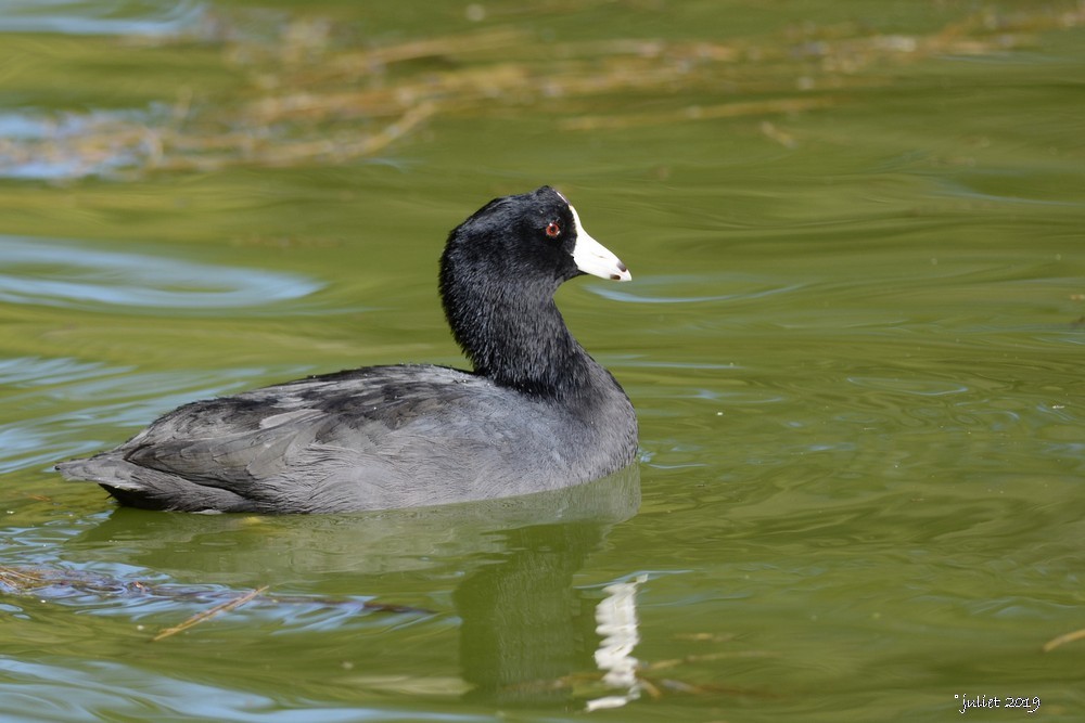 American Coot - Julie Tremblay (Pointe-Claire)