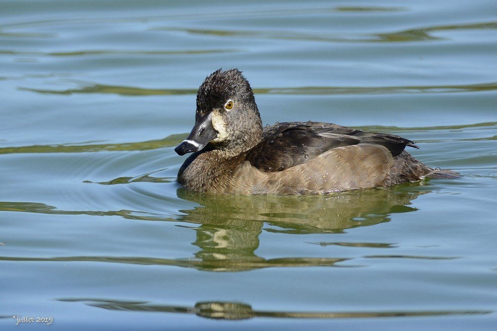 Ring-necked Duck - ML186501401