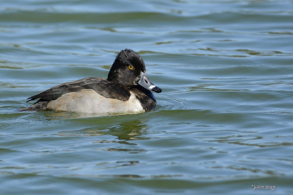 Ring-necked Duck - Julie Tremblay (Pointe-Claire)