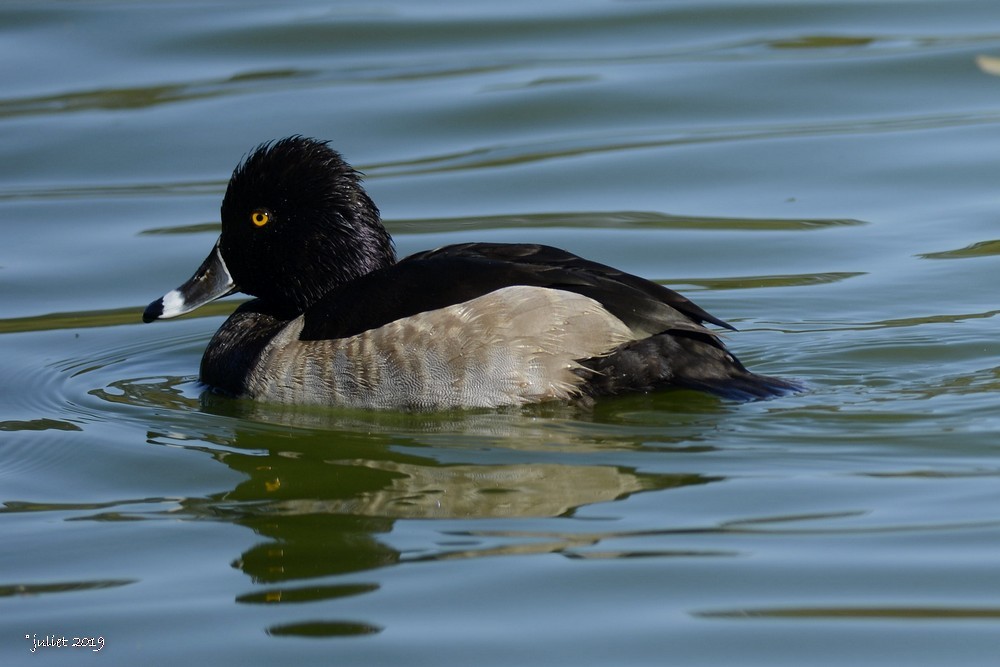 Ring-necked Duck - ML186501421