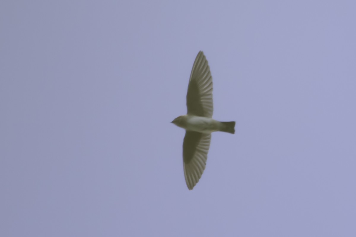 Cave Swallow - ML186503121