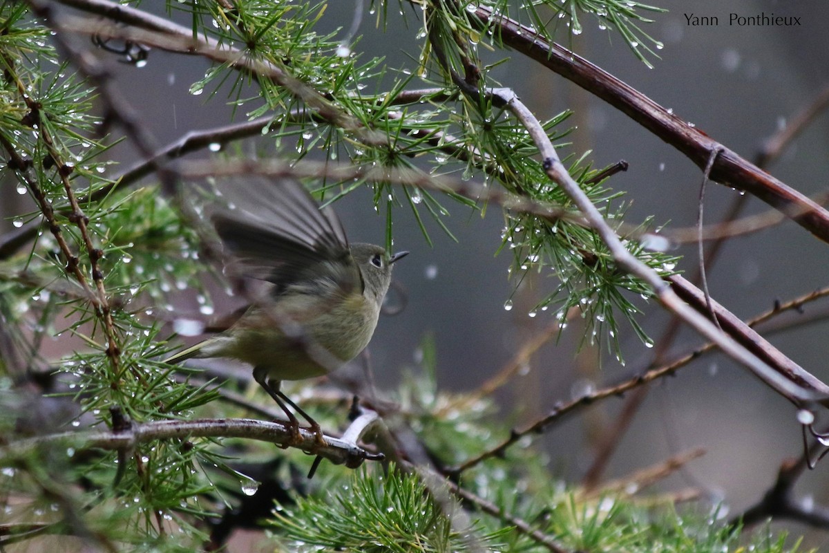 Ruby-crowned Kinglet - Yann Ponthieux