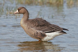 Greater White-fronted Goose, ML186507791