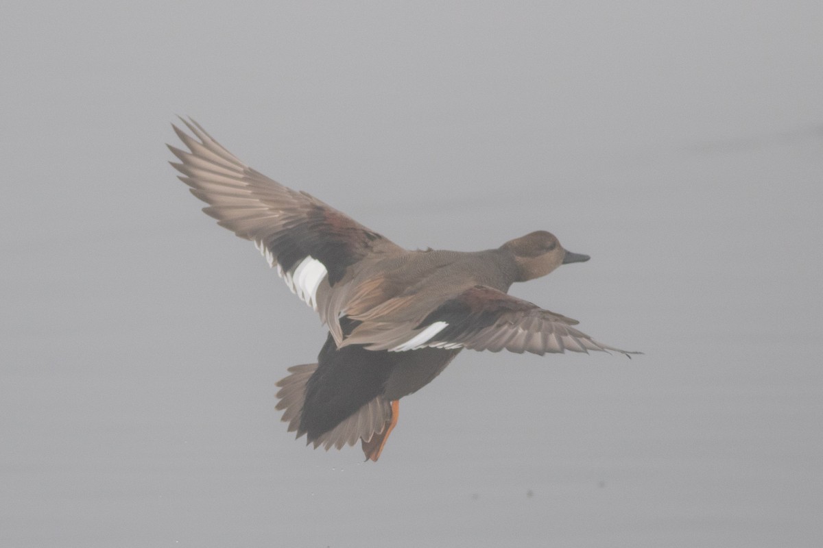 eBird Checklist - 7 Nov 2019 - Arcata Marsh--Oxidation Ponds - 57 ...