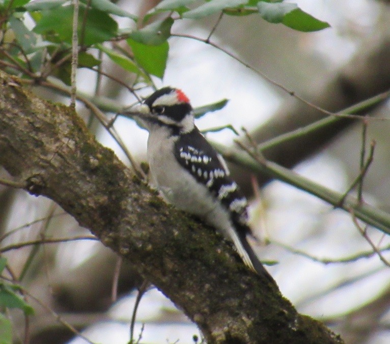 Downy Woodpecker - ML186521301
